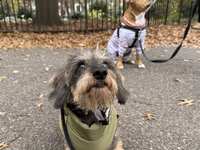 Not All Dog Boarding Is Created Equal: What High-End Care Actually Looks Like